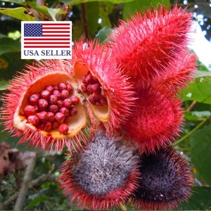 Bixa Orellana - 100 Seeds - Lipstick Tree - Annatto - Urucum Colorau Tree - Achiote - Schmerbals Herbals