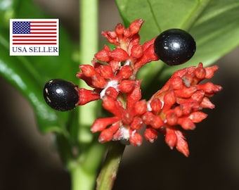 Rauvolfia serpentina - Rauwolfia - Indian Snakeroot - Devil Pepper - 5 Seeds