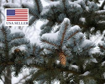 Picea pungens - Colorado Blue Spruce - 50 seeds - Bonsai Christmas tree