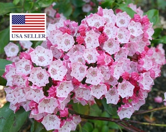 Kalmia latifolia - mountain laurel, calico-bush, spoonwood - 50 Seeds