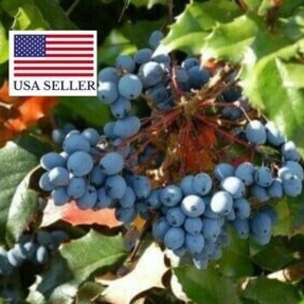 Oregon Grape Holly Seeds Mahonia Aquifolium Flower Small Shrub Pot - 50 Seeds