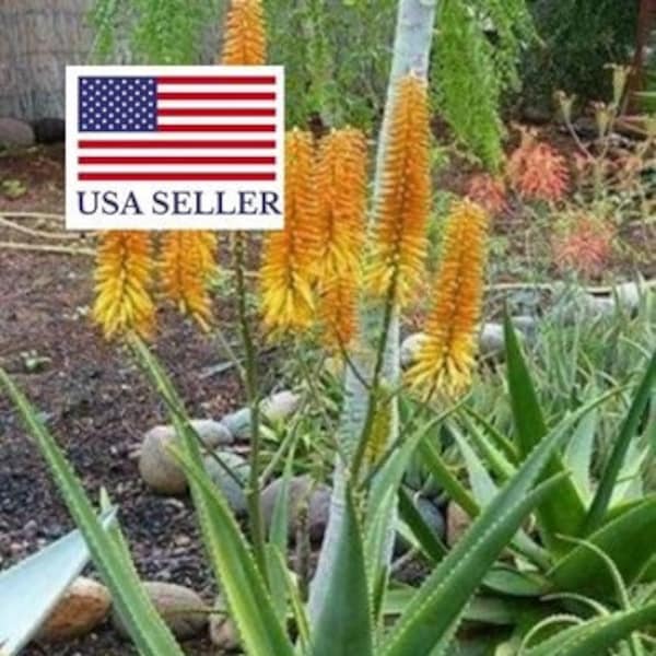 Aloe kaokoensis - Aloe of Namibia - 10 Seeds