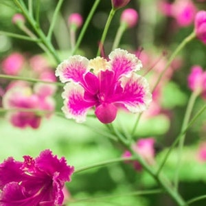 Caesalpinia pulcherrima Pink Seeds - Barbados Pride - Dwarf Poinciana