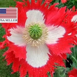 Papaver Poppy - Danish Flag Queens Poppy - Danebrog Flower Seed ~ 600 (0.25gr) Seeds