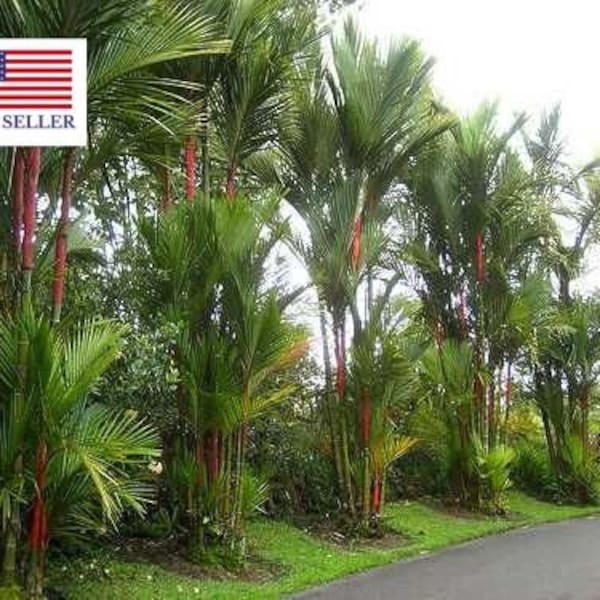10 Lipstick Palm, Lakka Palm, Red Palm, Sealing Wax Palm Seeds - 10 Seeds (Cyrtostachys renda / Cyrtostachys lakka)
