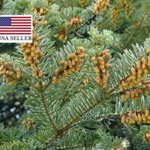 Abies alba Seeds 10 Seeds White European Silver Fir image 1