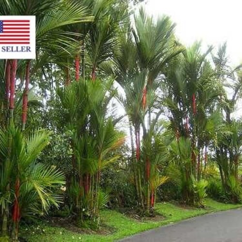 10 Lipstick Palm Lakka Palm Red Palm Sealing Wax Palm Seeds Etsy