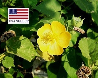 Abutilon indicum, Indian abutilon, Indian mallow, medicinal and ornamental plant - 50 Seeds