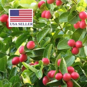 Carissa macrocarpa - Natal plum - 10 seeds