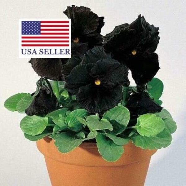 100 Black Pansy Seeds - Viola Clear Crystals Black - Perfect Love Black Crystals, Black Perfect Love