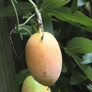 Passiflora incarnata - Passion fruit incarnata, apricot vine - 5 Seeds
