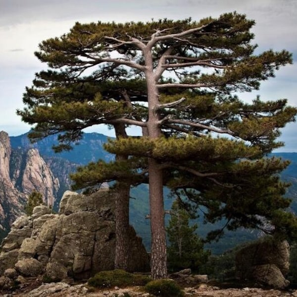 Pinus nigra ssp laricio (corsica) Austrian Black Pine Tree Bonsai ** Very Rare ** 15 SEEDS