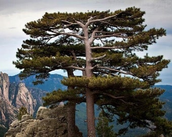 Pinus nigra ssp laricio (corsica) Austrian Black Pine Tree Bonsai ** Very Rare ** 15 SEEDS