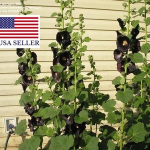 Alcea rosea nigra Black Hollyhock 50 seeds image 1