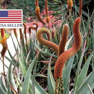 Aloe castanea – Cat's Tail Aloe - 5 Seeds