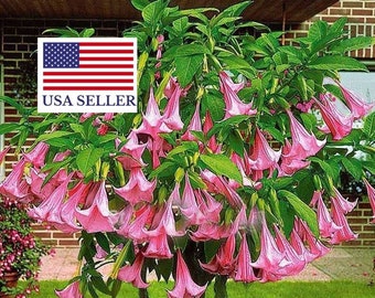 10 Brugmansia Pink Delight - Angels Trumpet (Brugmansia suaveolens var. pink) - 10 Seeds