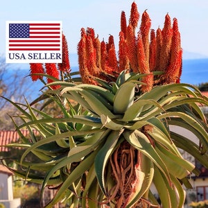 Aloe Barberae Seeds Tree aloe tree, giant baby of africa 5 Fresh Seeds image 1