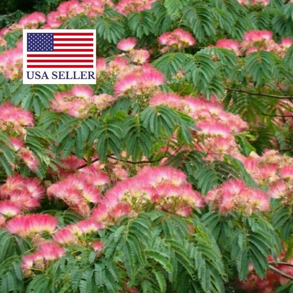 Albizia julibrissin Rosea Seeds - Pink Silk Tree - 10 Seeds