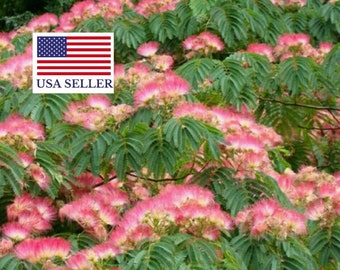 Albizia julibrissin Rosea Seeds - Pink Silk Tree - 10 Seeds