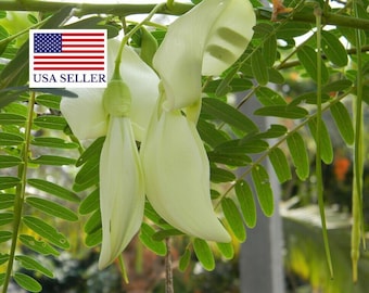 Sesbania Grandiflora 10 Seeds - White flower Hummingbird Tree - Bright pea like blossoms | Fast Splitting, 95% GERM, Non GMO