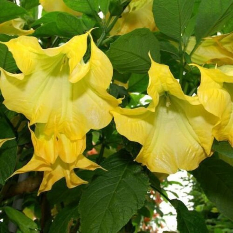 10 Brugmansia Suaveolens Yellow Seeds Datura Seeds Dwarf Brugmansia Angel Trumpet Bonsai Flower Fragrant Yellow image 5