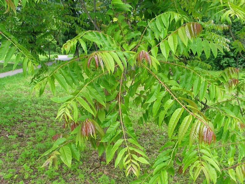 Toona Sinensis var. FLAMINGO Chinese toon, Chinese mahogany 30 Seeds image 3