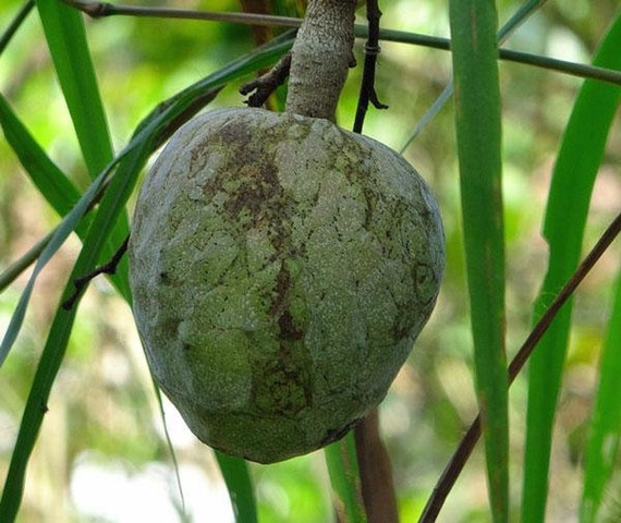 Corazon Fruit