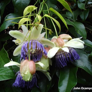 Passiflora Popenovii 5 Seeds ** Very Rare ** Perfect Passionfruit