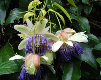 Passiflora Popenovii 5 Seeds ** Very Rare ** Perfect Passionfruit