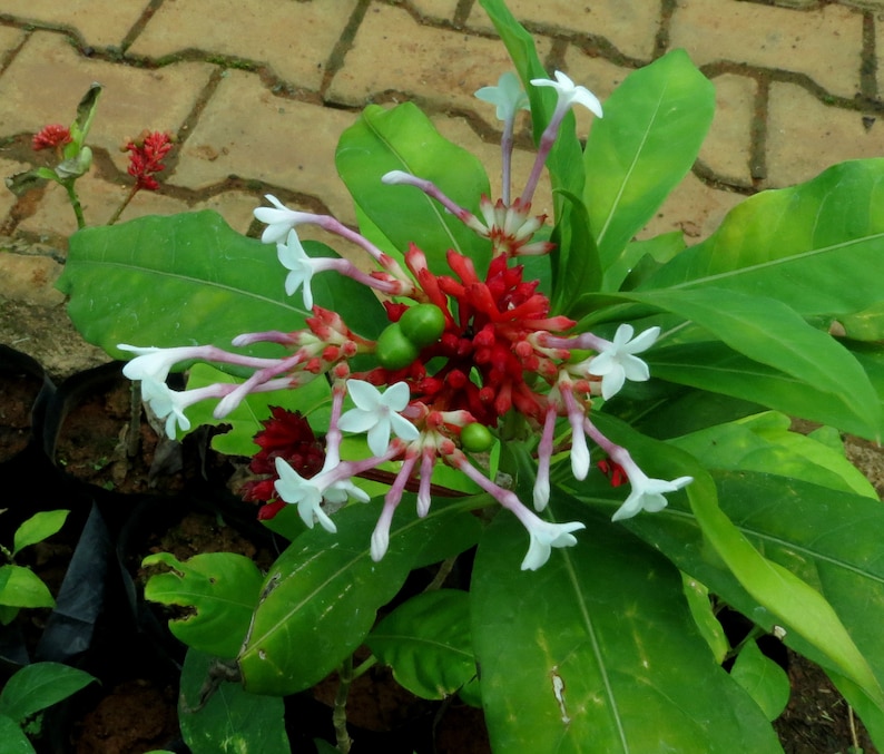 Rauvolfia serpentina Rauwolfia Indian Snakeroot Devil Pepper 5 Seeds image 3