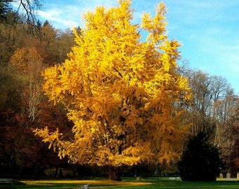 Ginkgo Biloba Seeds Species Of Maidenhair Tree - 5 Seeds !! Very Fresh Seeds !!