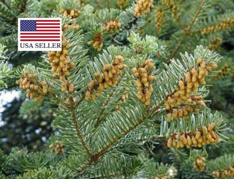 Abies alba Seeds 10 Seeds White European Silver Fir image 1