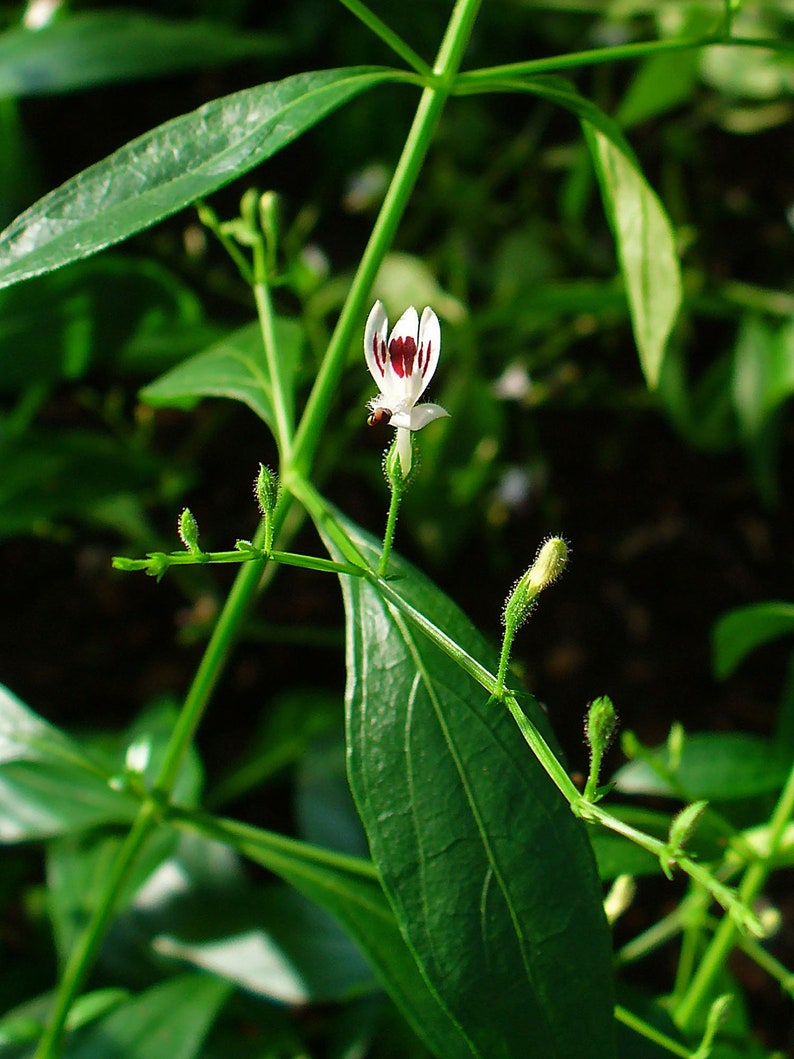 King Of Bitters, Green chiretta Andrographis paniculata 20 Seeds image 3