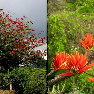 Erythrina variegata - Tiger's claw, Indian Coral Tree - 5 Seeds