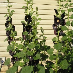 Alcea rosea nigra Black Hollyhock 50 seeds image 2