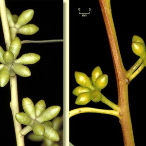 Eucalyptus viminalis ssp. cygn Rough-barked Manna Gum 50 Seeds image 5