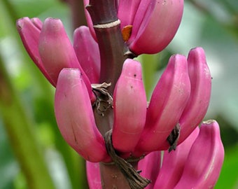 Musa velutina - Pink Dwarf Banana - 5 Seeds