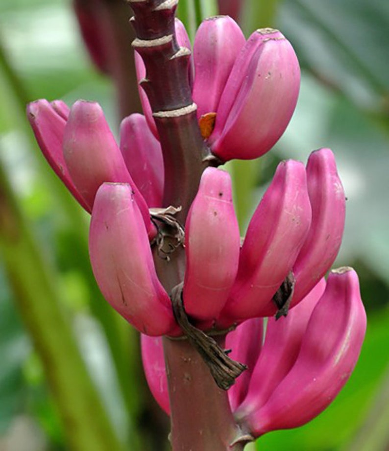 Musa Velutina Pink Dwarf Banana 5 Seeds Etsy