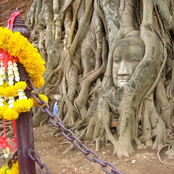 Buddha Tree - Ficus Religiosa - Religious fig, SACRED FIG - 200 Seeds