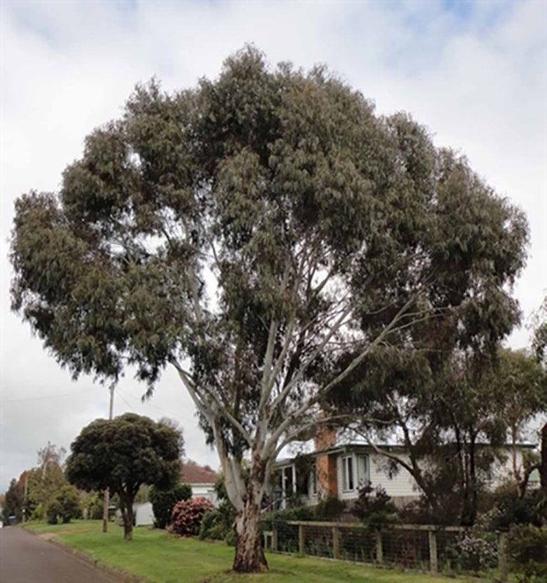 Eucalyptus viminalis ssp. cygn Rough-barked Manna Gum 50 Seeds image 2