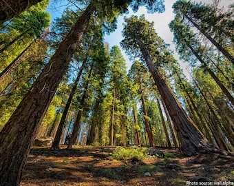 Giant Sequoia, Giant Redwood, Wellingtonia Seeds (Sequoiadendron giganteum)