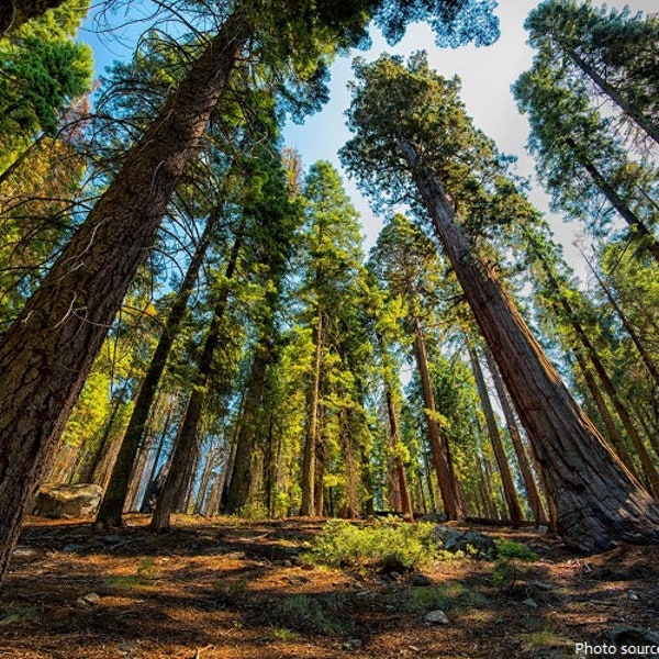 Gigantische sequoia, gigantische sequoia, Wellingtonia-zaden (Sequoiadendron giganteum)