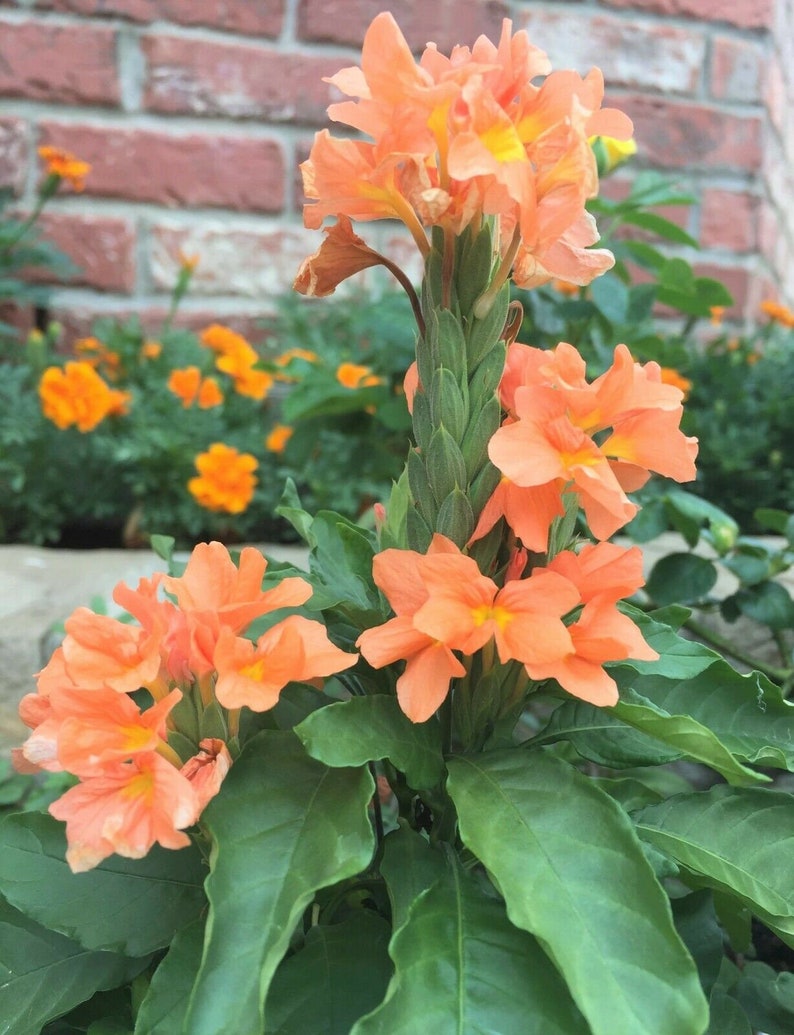 Crossandra infundibuliformis Marmolada pomarańczowa, kwiat petardy 5 nasion zdjęcie 2