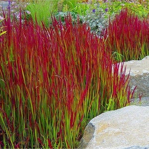 Imperata Cylindrica Rubra red baron 100 Seeds Japanese Blood Grass image 4