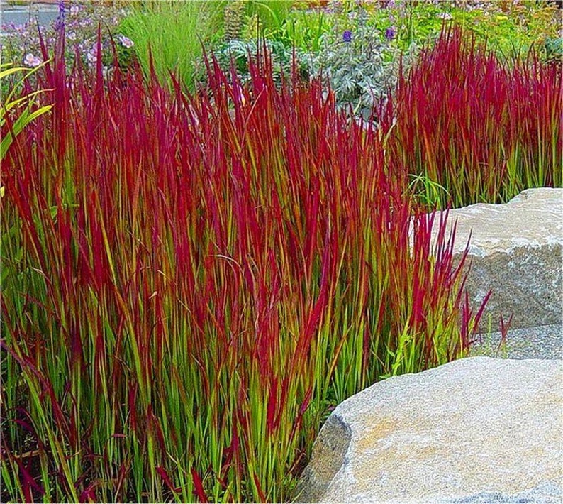 Imperata Cylindrica Rubra red baron 100 Seeds Japanese Blood Grass image 4