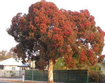 Eucalyptus leucoxylon 'Rosea' - Goma amarilla de frutos grandes de Australia del Sur - 20 Semillas