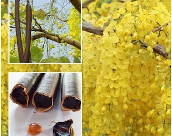 Golden Shower Tree - Cassia fistula - 10 Seeds