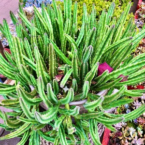 Stapelia leendertziae Black Bells Leendertz's Carrion Flower 10 Seeds image 8