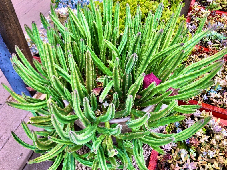 Stapelia leendertziae Black Bells Leendertz's Carrion Flower 10 Seeds image 8