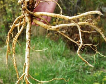 Erba perenne Astragalus Membranaceus Propinquus Tè alle erbe Milkvetch 100 semi